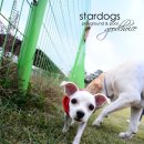 아지애견 이미지