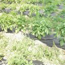 고천농장 이미지