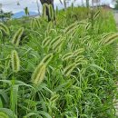 강아지풀 이미지