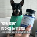 안녕, 내강아지 | 강아지 눈영양제 &#39;토닥토리&#39; ㅣ 강아지 눈물, 눈꼽, 백내장에 좋은 영양제 후기
