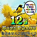 12월 맞이 부의 상징 황금소나무 선물합니다 이미지