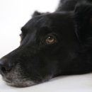 우리강아지 이미지