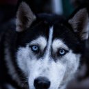 HI, MY DOG 이미지