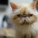 신규동물병원 이미지