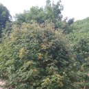 마가목민박 이미지