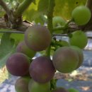 토리농장 이미지