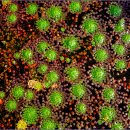 Mosaic Plant 이미지