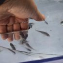 피시랑 놀자 이미지