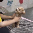 해피독 트레이닝스쿨 이미지