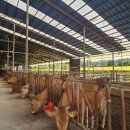 정읍축산