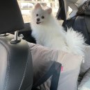 오뉴펫살롱 이미지