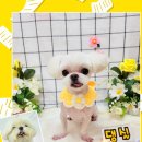 댕실 댕실 이미지