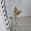 로또와 토토
