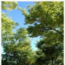 황금비늘 테마거리 이미지