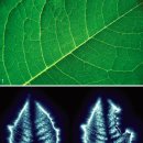 식품과 의약의 도를 말하다 (16) | 나뭇잎 치료법] 나뭇잎이 지닌 생명력으로 심신의 병 치료 - 최진규 한국토종약초연구학회 회장 이미지