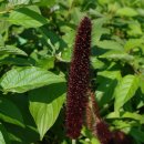 서울영양 이미지