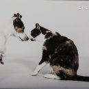 도란도란동물병원