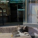 무네미로447번길 이미지