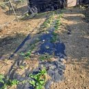 그놈의 닭 이미지