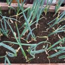 노고지리 이미지