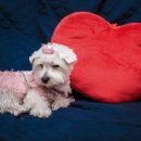 파트너 동물의료센터 이미지