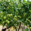 단산농장 이미지