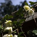 신효동-31 이미지