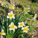 물에 떠 있는 신선(선녀) 같은 수선화(Daffodil/Narcissus);추사 김정희가 사랑한 꽃, 이름 유래, 전설...