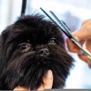 스타일독 이미지