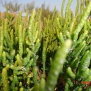 함초농장 이미지