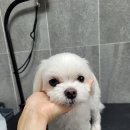 보라애견미용실 - 평택시 안현로서6길 5 | 보라애견미용실