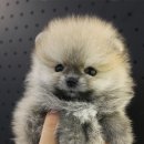 안녕 댕댕아 이미지