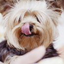 한솔동물병원 이미지