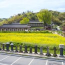 능주향교 은행나무 이미지