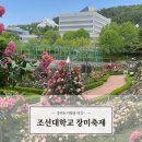 조선대학교 장미원 | 조대 장미축제 / 광주 아이랑 가기좋은 조선대학교 장미원 (개화시기, 장미원 유래)