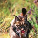 LYNX