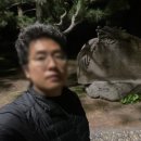 신효동 하귤나무 이미지