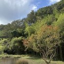 보스케토 삼동 이미지