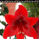 감나무민박 이미지