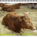 봉황농장 이미지