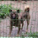 우리나라의 귀 선 '소형 토종개'에 대하여 이미지