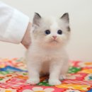 광주강아지분양 고양이분양 미유펫 본점 이미지