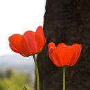 양평 들꽃 수목원 번개 이미지