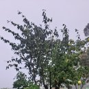 꽃밭머리 스테이 이미지