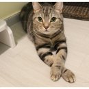 식빵굽는나비 이미지