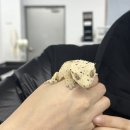게코집