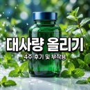 PUB정 | 저대사정 효과 부작용 및 살 안 빠지는 저대사 체형 극복 팁