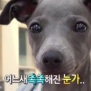 새하얗개 이미지