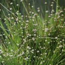 곡정초등학교 이미지