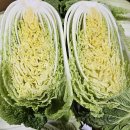 알배기